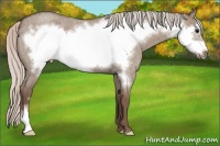 Horse Color:Silver Grullo Roan Frame 