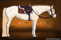 Horse Color:Smoky Black Pearl Appaloosa 