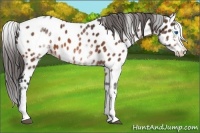 Horse Color:White Spotted Bay Splash Appaloosa 