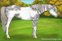 Horse Color:White Spotted Smoky Black Splash Frame Appaloosa 