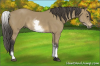 Horse Color:White Spotted Buckskin 