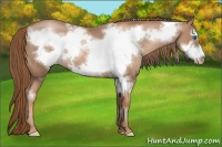 Horse Color:Liver Chestnut Pearl Frame 