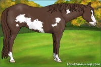 Horse Color:Liver Chestnut Frame 