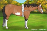 Horse Color:Bay Splash Frame Rabicano