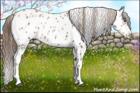 Horse Color:Liver Chestnut Pearl Near Leopard 