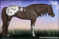 Horse Color:Liver Chestnut Appaloosa