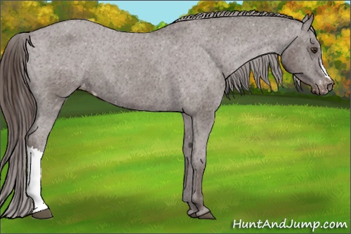 Horse Color: Liver Chestnut Varnish 