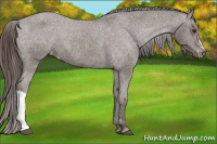 Horse Color:Liver Chestnut Appaloosa