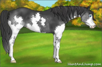 Horse Color:Black Splash 