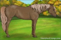 Horse Color:Chocolate Palomino 