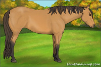 Horse Color:Buckskin 