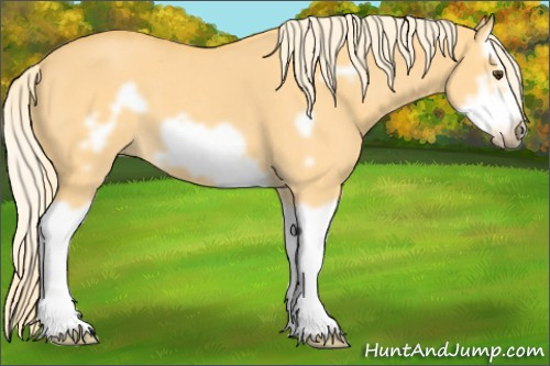 Horse Color: Palomino Dun Splash Frame 