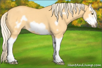 Horse Color:Palomino Dun Splash Frame
