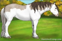 Horse Color:Classic Champagne Roan Splash Frame 