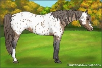 Horse Color:Buckskin Near Leopard 