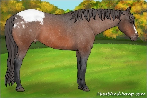 Horse Color: Bay Snowcap 