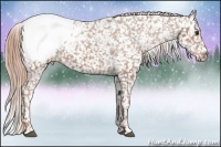 Horse Color:Chestnut Snowcap 