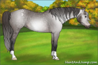 Horse Color:Gray Bay Appaloosa 