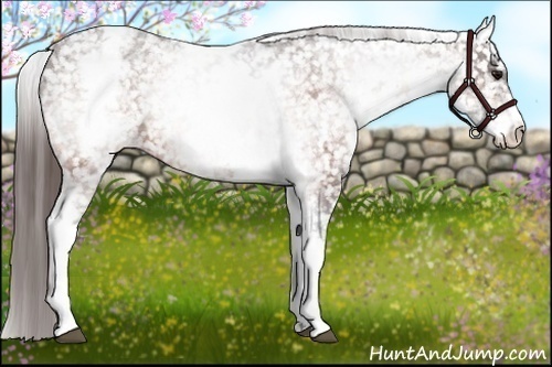 Horse Color:White Spotted Bay Appaloosa