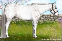 Horse Color:White Spotted Bay Appaloosa 