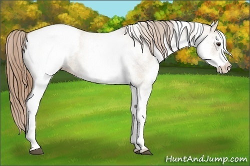 Horse Color:White Spotted Grullo Pearl Varnish 