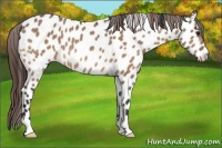 Horse Color:Bay Dun Appaloosa 