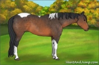 Horse Color:Brown Tobiano 