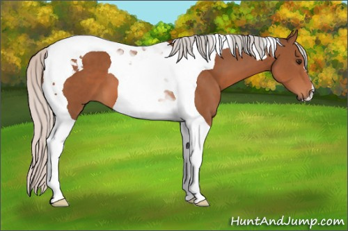 Horse Color: Silver Bay Tobiano 