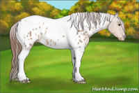 Horse Color:Bay Dun Tobiano Appaloosa