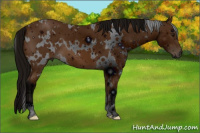 Horse Color:ERROR: UNKNOWN ANOMALY