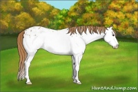 Horse Color:Chestnut Splash Near Leopard 