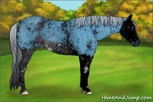 Horse Color: ERROR: UNKNOWN ANOMALY