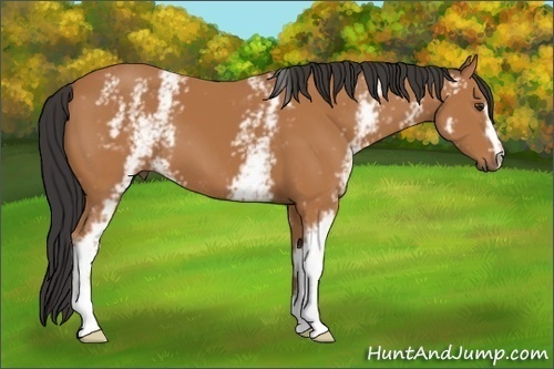 Horse Color: White Spotted Bay 