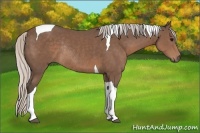 Horse Color:Silver Black Tobiano Rabicano 