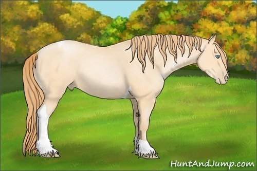 Horse Color: Buckskin Pearl Tobiano Rabicano 