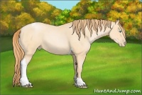 Horse Color:Buckskin Pearl Tobiano Rabicano 