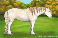 Horse Color:Buckskin Pearl Sabino Rabicano 