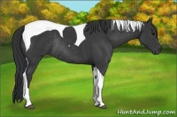 Horse Color:Black Tobiano Rabicano 