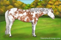 Horse Color:Silver Bay Sabino