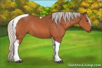 Horse Color:Silver Bay Tobiano Rabicano 