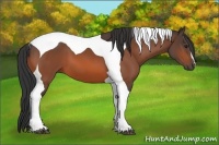 Horse Color:Bay Tobiano 