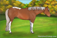 Horse Color:Silver Bay Tobiano 