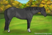 Horse Color:Black Sabino 