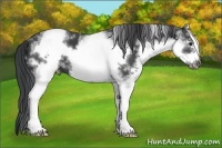 Horse Color:White Spotted Black Frame 