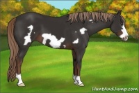 Horse Color:Liver Chestnut Frame 