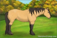 Horse Color:Buckskin 