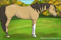 Horse Color:Buckskin 