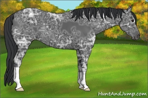 Horse Color: Black Ice 