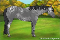 Horse Color:Black Ice 