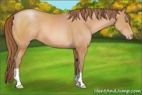Horse Color:Bay Pearl